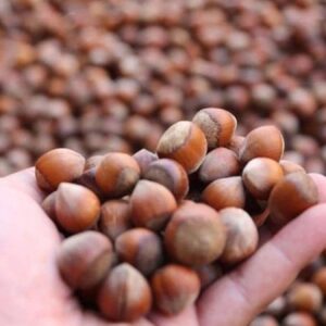 sol partiden findik fiyatina tepki uretici tekellere mahk m ediliyor CkkTqBMz