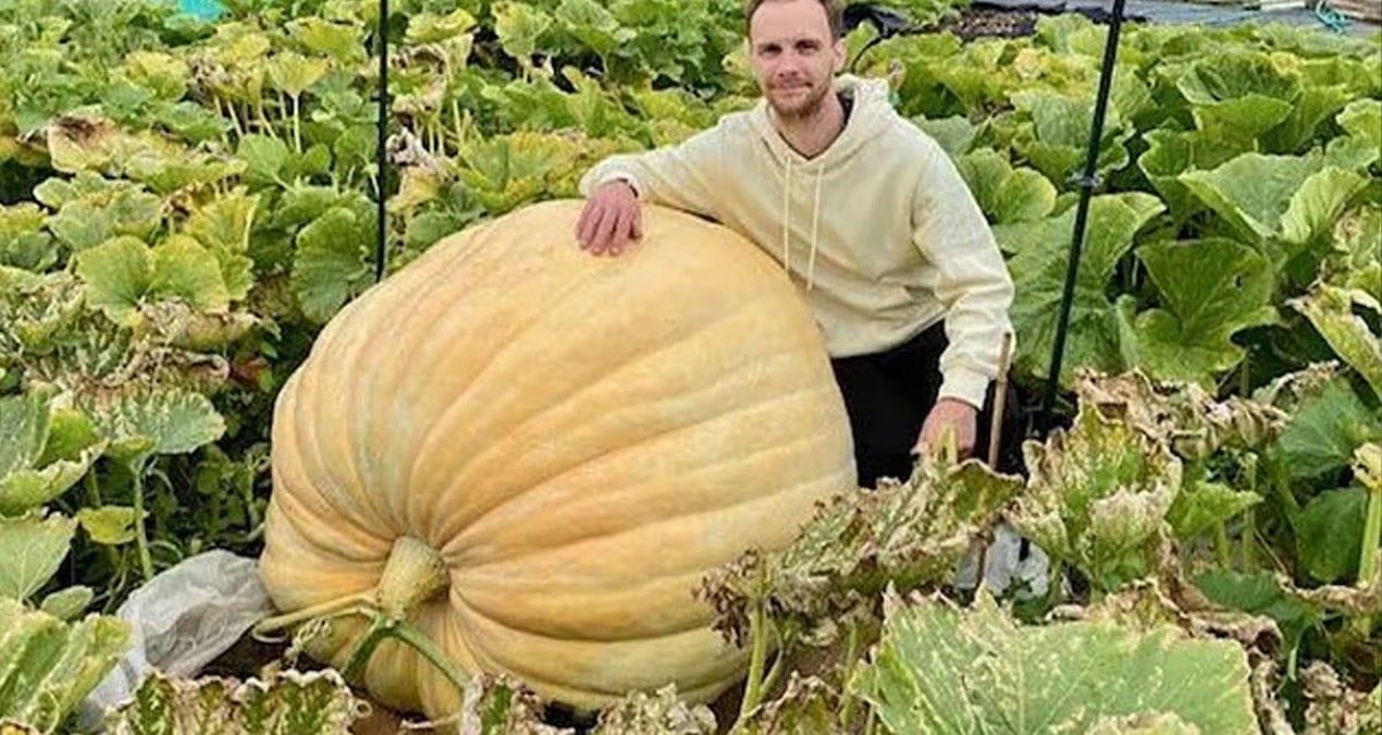 dev balkabagi tarlayi ele gecirdi uc fil yavrusundan bile daha agir FX1GCwlW