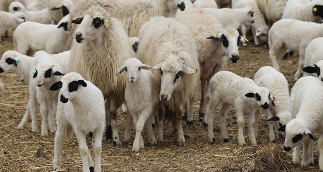 tigem 3 bin 200 reforme kucukbas hayvani satiyor V53niLGH