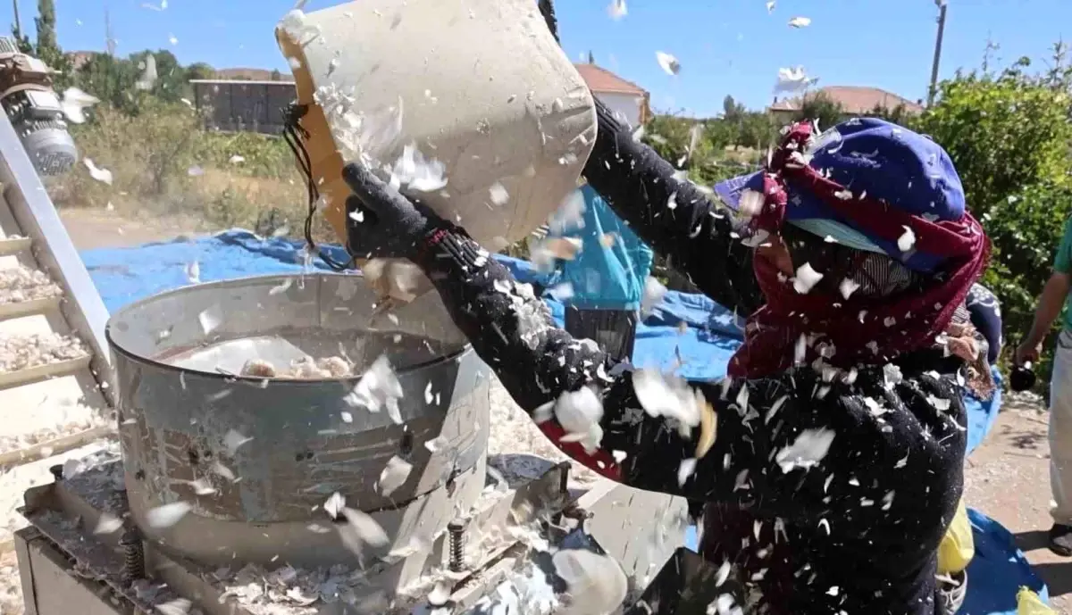 aksaray organik sarimsagi 2025 ekim sezonuna girdi vkOI2e5I