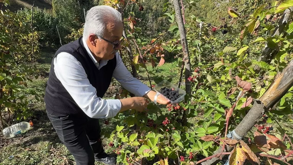 giresunda ahududu ve bogurtlen hasadi basladi RFNTT51u.jpg