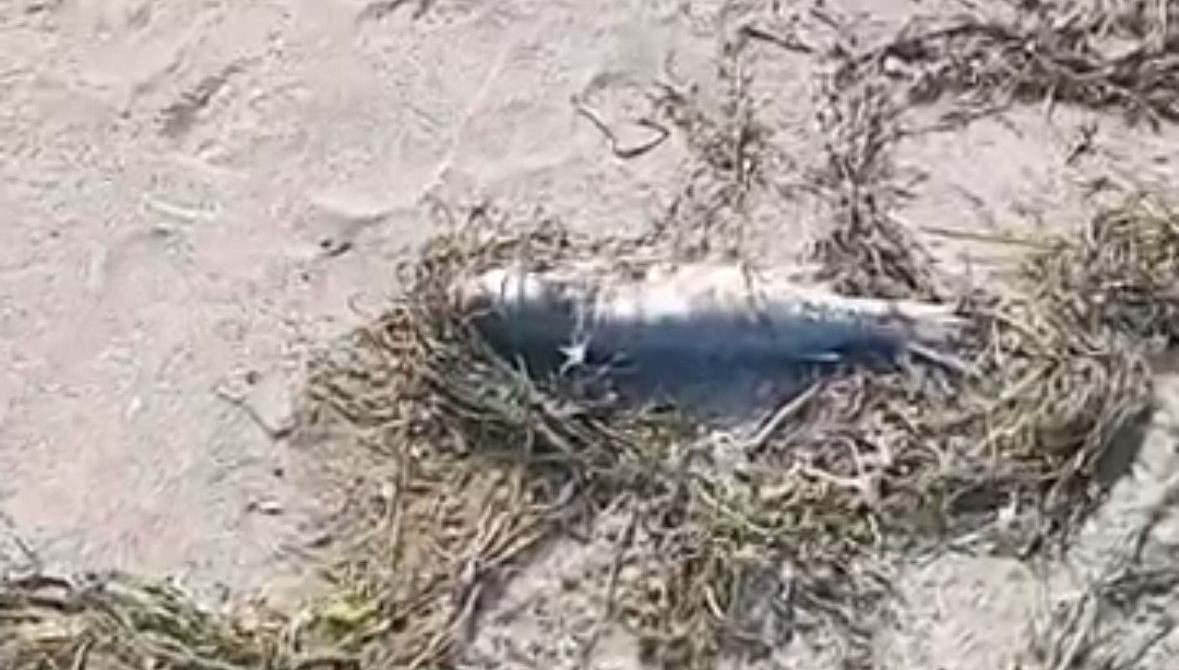 sahilde cok sayida balik olu bulundu QpxwfTD1.jpg