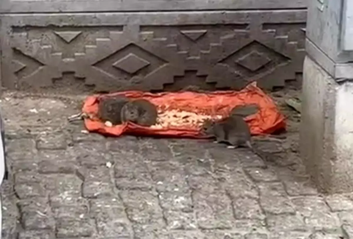tekirdagda sokakta fareler yiyecek bulundu vatandaslar tedirgin XaBVTHiX.jpg