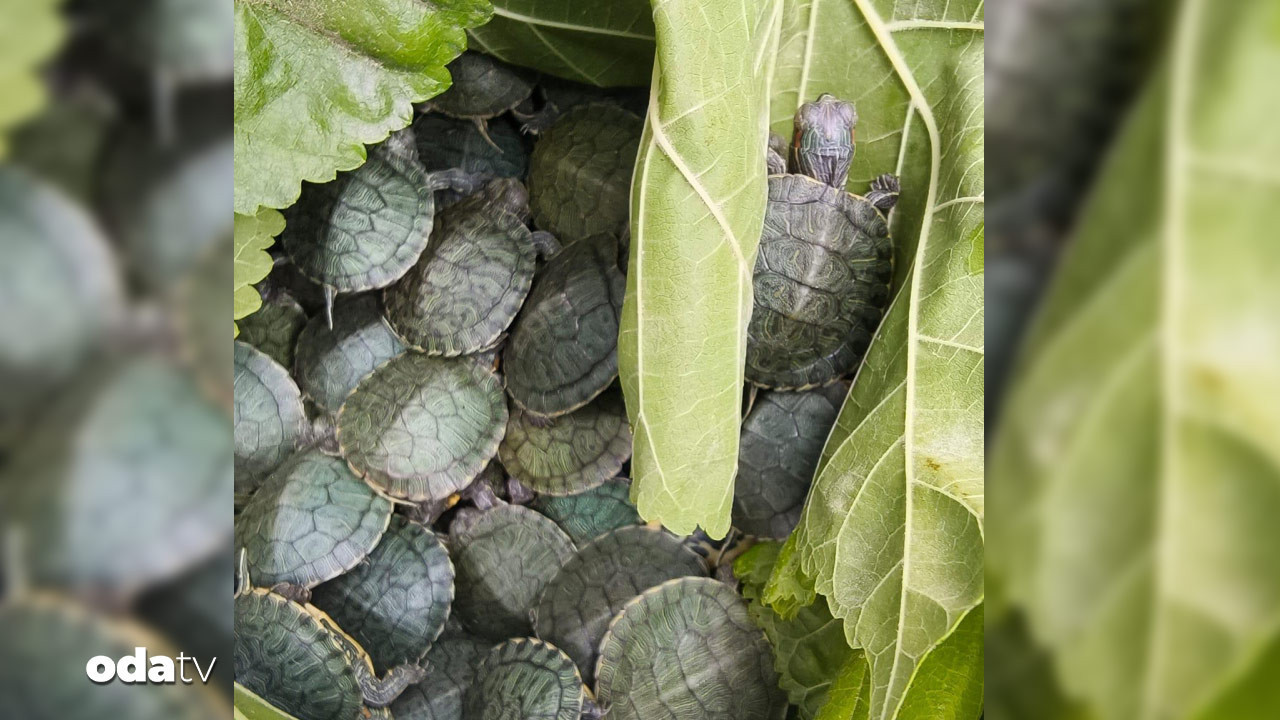 yolcu otobusunde bulundular IefQTuzy.jpg