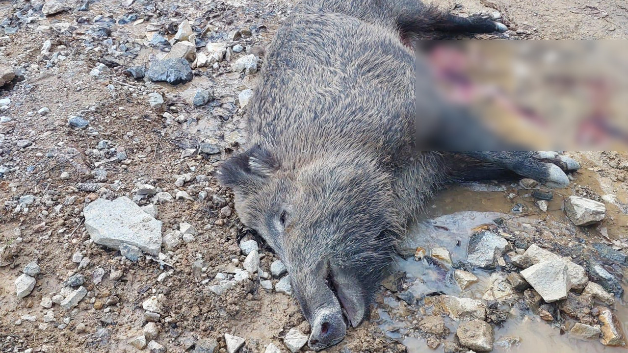 Şavşat’ta Domuz Ölümleri Üzerine Detaylı İncelemeler Devam Ediyor
