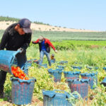 Gecen yil elde kalinca uretimi kestiler kilosu35 liraya kadar dusunce ciftci isyan etti LTqVdT1X