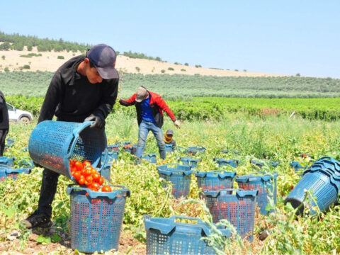 Gecen yil elde kalinca uretimi kestiler kilosu35 liraya kadar dusunce ciftci isyan etti LTqVdT1X