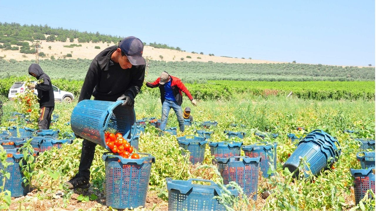 Gecen yil elde kalinca uretimi kestiler kilosu35 liraya kadar dusunce ciftci isyan etti LTqVdT1X
