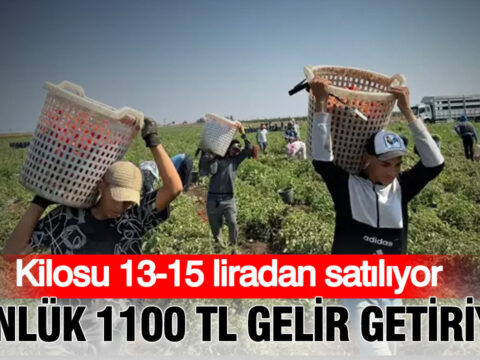 Kilosu 13 15 tlden satiliyor gunluk 1100 lira gelir getiriyor domates hasadi basladi 23ehEE23